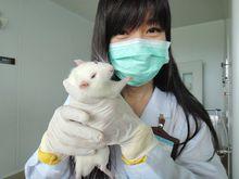 進行論文實驗的大白鼠