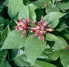 （圖）美國夏臘梅