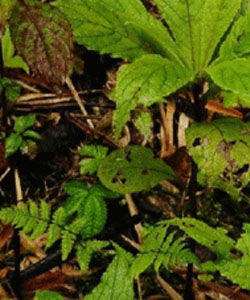 丫口合耳菊 丫口合耳菊