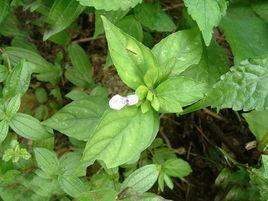 四籽馬藍 四籽馬藍