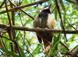 白須蟻鵙 白須蟻鵙
