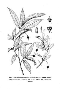 長梗楊桐 長梗楊桐