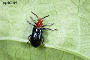 擬變色細頸金花蟲