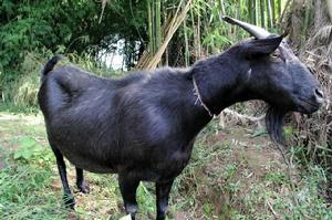 川南黑山羊 川南黑山羊