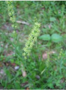 岩菖蒲科 岩菖蒲科