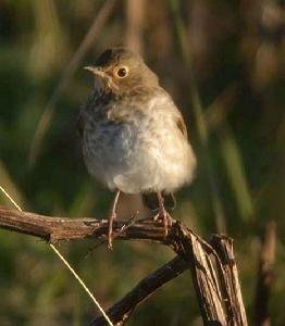 斯氏夜鶇 斯氏夜鶇