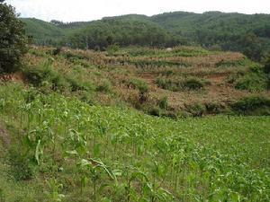 小瓦鍋村自然資源-耕地