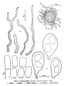 毛蕊花白粉菌 毛蕊花白粉菌
