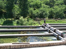 虹鱒魚一條溝 虹鱒魚一條溝