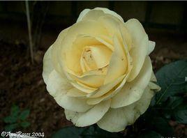 舍伍德玫瑰 舍伍德玫瑰