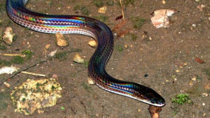 閃鱗蛇科 閃鱗蛇科