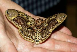 青球籮紋蛾 青球籮紋蛾