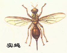 實蠅 實蠅