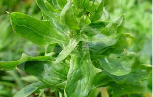 菠菜白鏽病 菠菜白鏽病