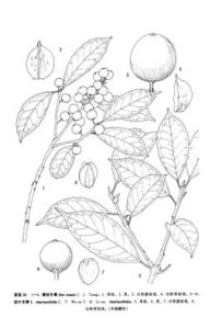 薄核冬青 薄核冬青