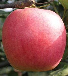 華紅蘋果 華紅蘋果