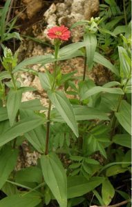 多花百日菊 多花百日菊