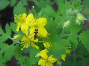 白屈菜屬 白屈菜屬