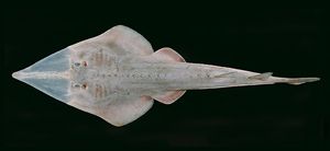 天使的臉頰 天使的臉頰