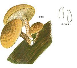 豹皮菇[豹皮菇]