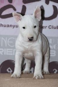 小型鬥牛梗 小型鬥牛梗