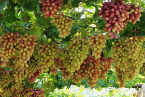 新疆葡萄溝 新疆葡萄溝