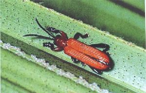 （圖）椰子縊胸葉甲