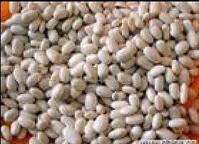 瑞安白銀豆 瑞安白銀豆