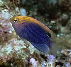 眼斑雀鯛 眼斑雀鯛