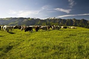 托乎拉蘇 托乎拉蘇