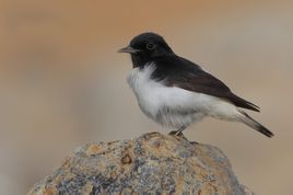 休姆氏鵖 休姆氏鵖