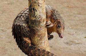 白腹長尾穿山甲 白腹長尾穿山甲