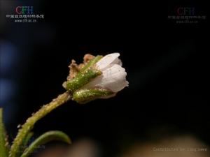 嫩枝無心菜 嫩枝無心菜