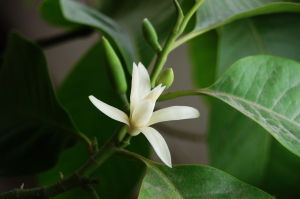 Magnolia &times; alba