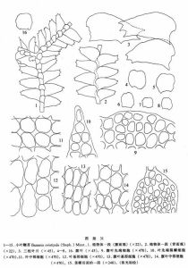 小葉鞭苔 小葉鞭苔