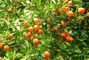 三湖鎮[江西省新幹縣三湖鎮]