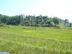 曼掃自然村 曼掃自然村