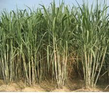 桂糖16號 桂糖16號