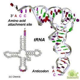 轉運RNA