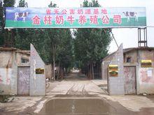 金柱奶牛場