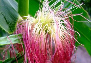 “玉米”[禾本目禾本科植物]