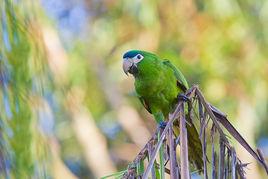 漢氏金剛鸚鵡