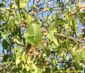 垂絲衛矛 垂絲衛矛