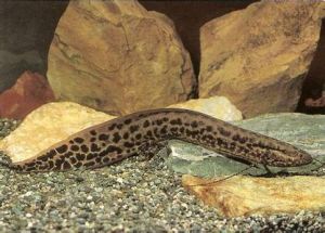 赤道無鰭鰻 赤道無鰭鰻