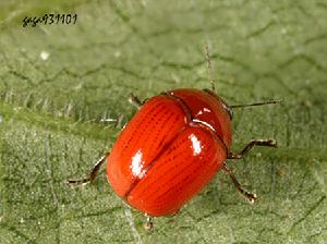 紹德胖筒金花蟲