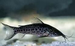 長須雙線美鯰 長須雙線美鯰