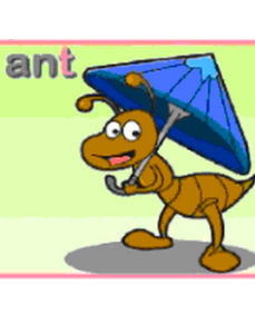 ant[螞蟻的英文名稱]