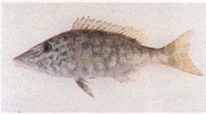 長裸頰鯛 長裸頰鯛