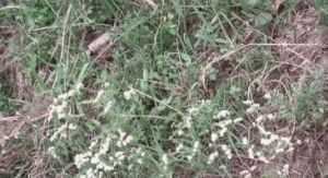 彎穗補血草（原亞種）