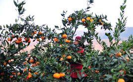 柑橘凍害 柑橘凍害